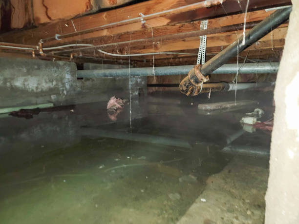 Best Local water damage restoration  in Linwood, PA